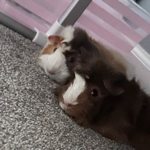 Meet your Posher, Ashlyn